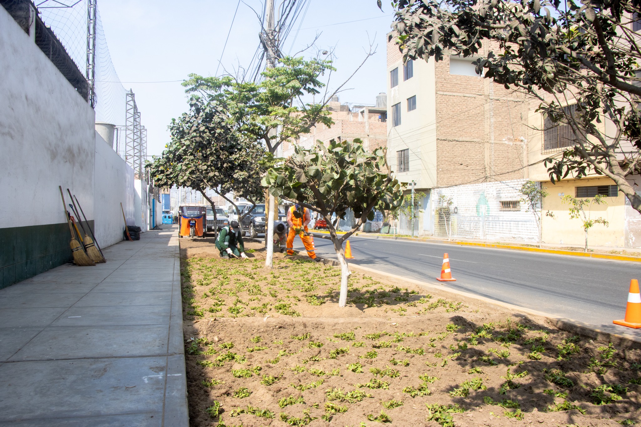 Mantenimiento y siembra en la avenida Julio C. Tello 