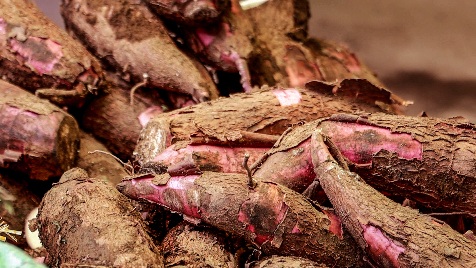 Gobierno Regional Cusco Organiza Gran Feria Regional De Los Productores De Las 13 Provincias Este Sábado 14 De Diciembre