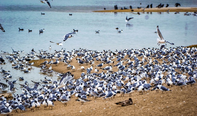 Gaviota de Franklin - Leucophaeus pipixcan (Archivo histórico - Pantanos de Villa, Lima)