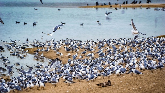 Gaviota de Franklin - Leucophaeus pipixcan (Archivo histórico - Pantanos de Villa, Lima)