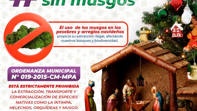 💯La Municipalidad Provincial De Abancay Refuerza Su Compromiso Con La Protección De Especies Nativas Como: La Intimpa, Helechos, Orquídeas Y Musgo.
