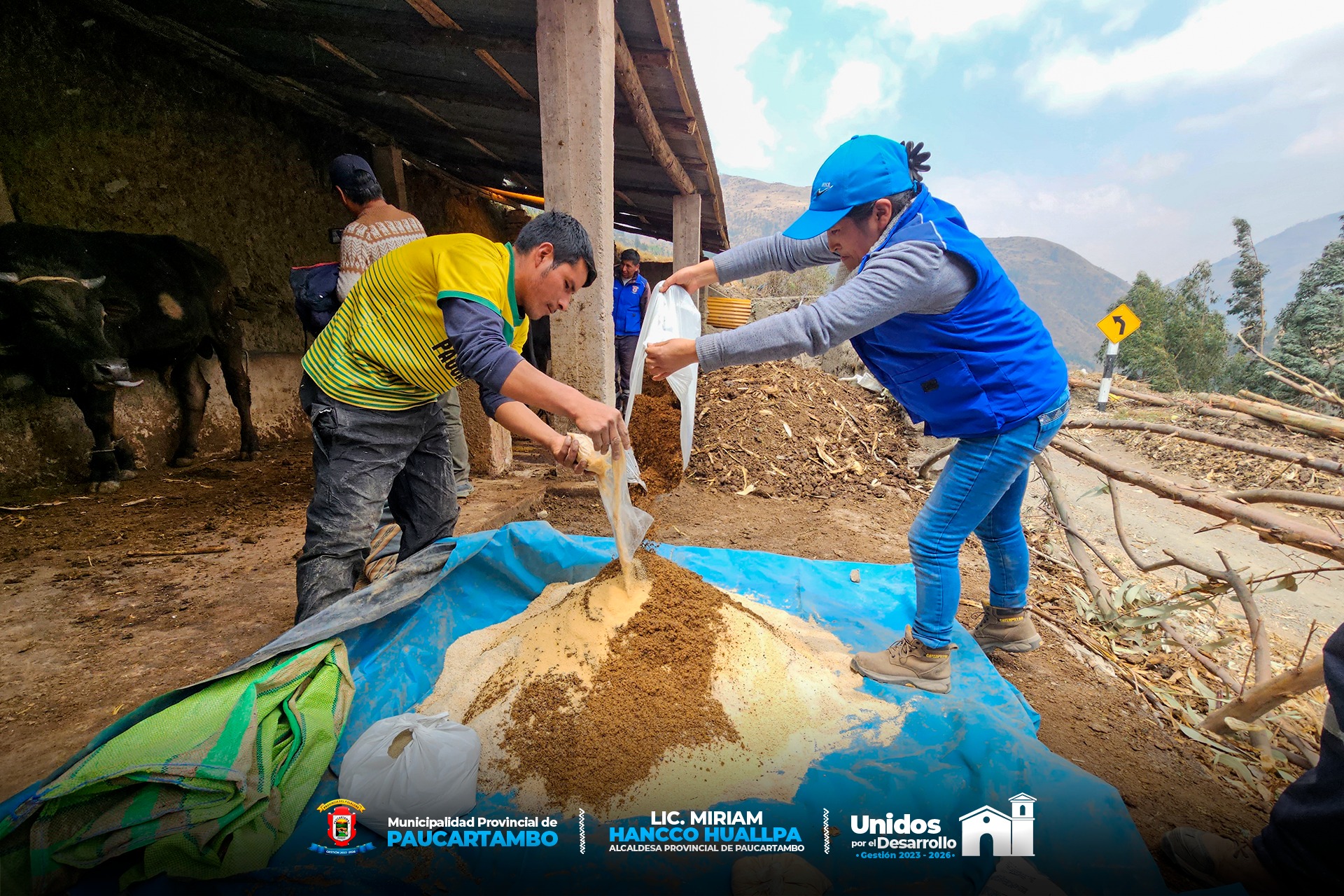 Archivo Imagen de Cuidando a Nuestros Productores Ganaderos: Seguimos Brindando la Asistencia Técnica en Alimentación Balanceada, Sanidad e Inseminación Artificial del Ganado Vacuno en Paucartambo