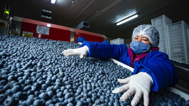 Gobierno: agroexportaciones conquistan más mercados y logran ventas por casi US$ 10 mil millones