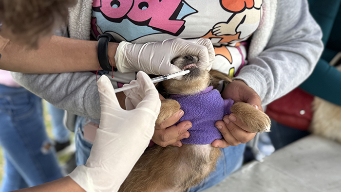 Más de 500 mascotas en adopción en Feria Mágica Navidad Peluda - 2
