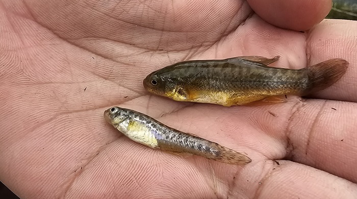 bioblitz nor yauyos