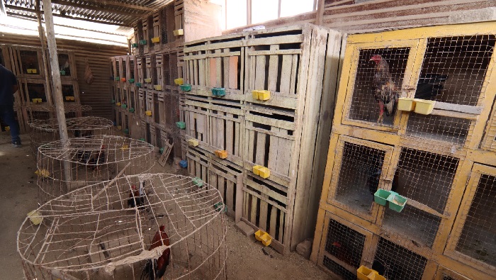 Espacio invadido para crianza de gallos de pelea