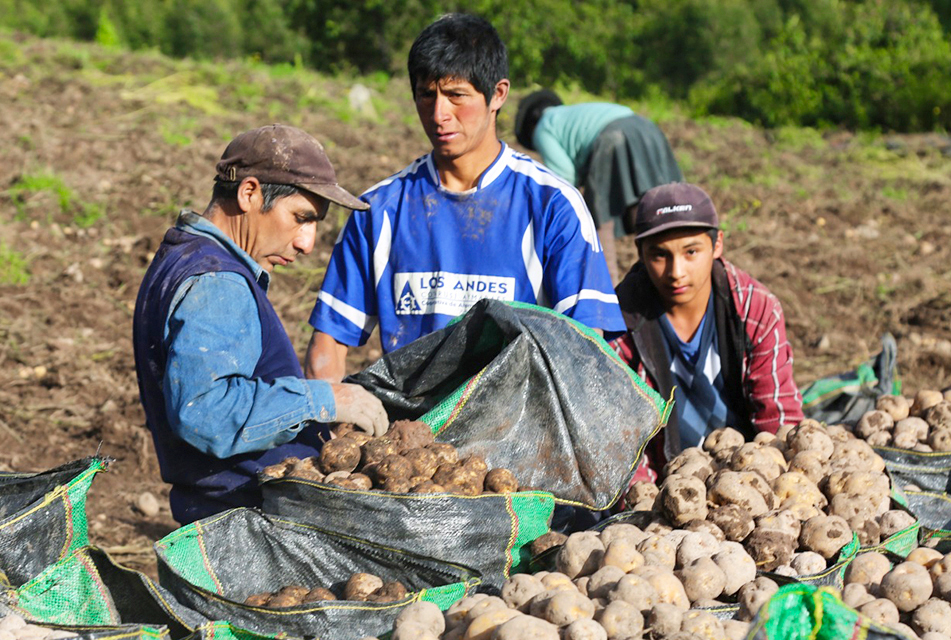DRA Ayacucho inició empadronamiento de beneficiarios del proyecto Tuberosas Andinas 