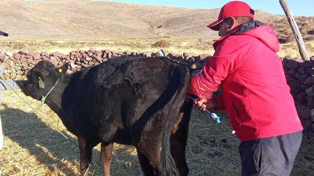 DRA Ayacucho realizó más de mil inseminaciones para impulsar la ganadería de Parinacochas