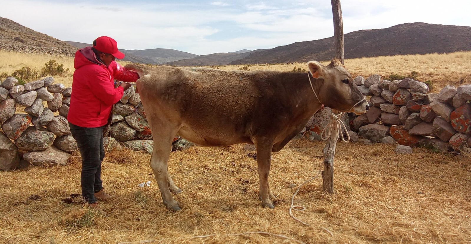 DRA Ayacucho realizó más de mil inseminaciones para impulsar la ganadería de Parinacochas