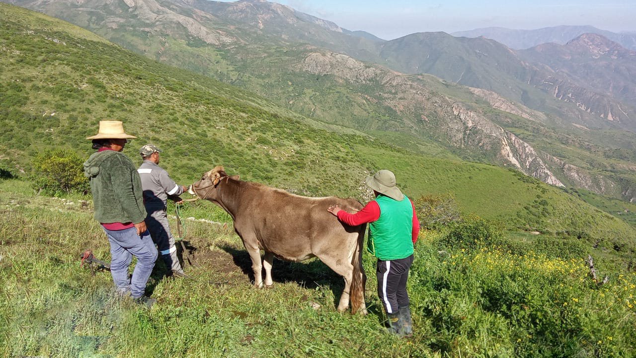 DRA Ayacucho realizó más de mil inseminaciones para impulsar la ganadería de Parinacochas