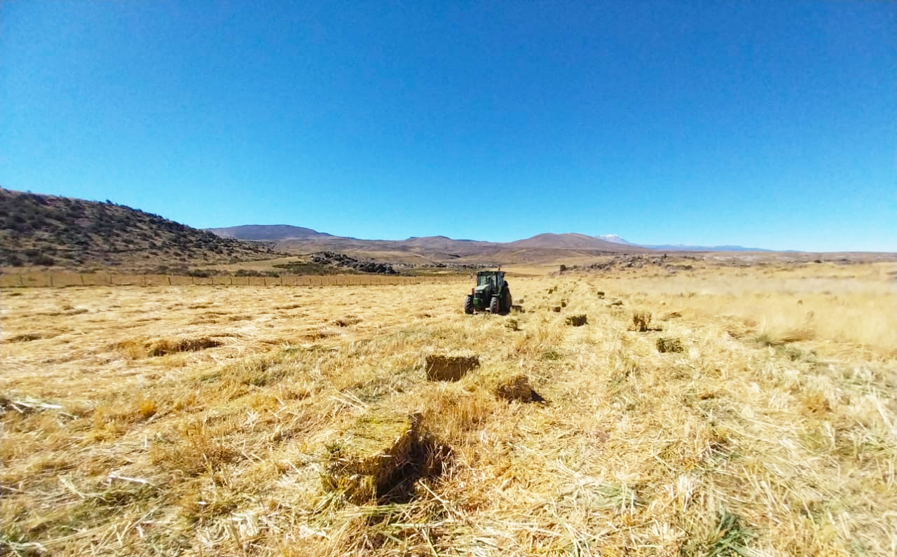 DRA Ayacucho realizó más de mil inseminaciones para impulsar la ganadería de Parinacochas