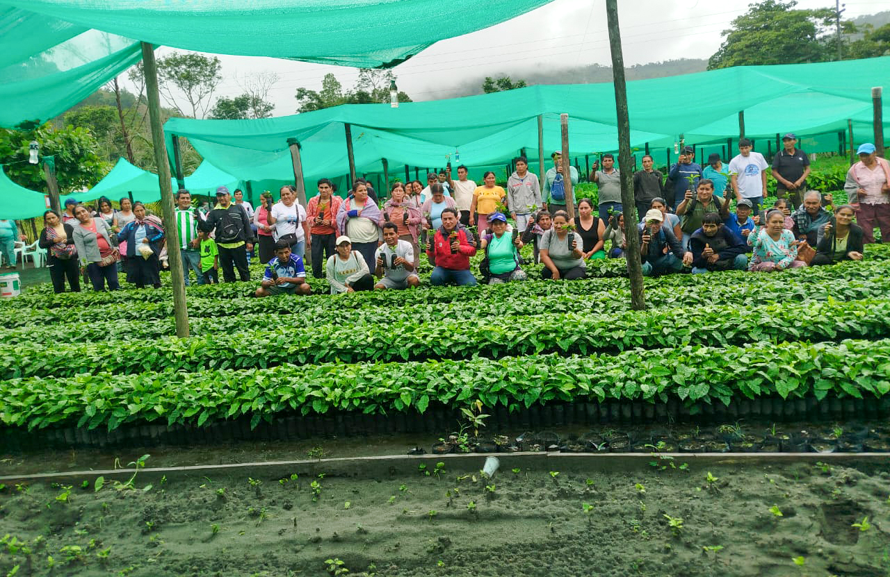 DRA Ayacucho entregó 760 mil plantones de café a 190 familias de Huanta y La Mar