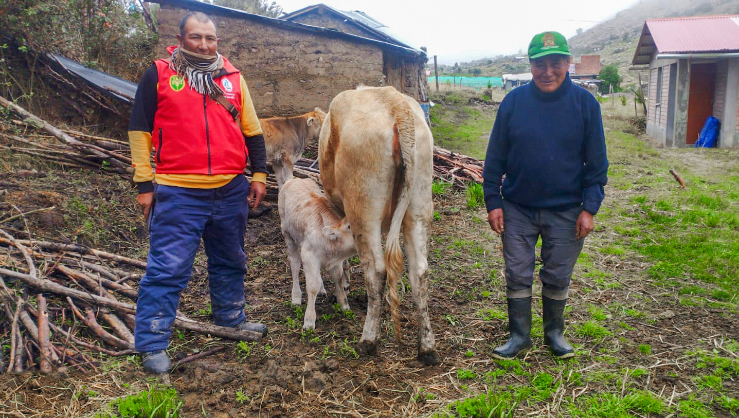 Avanza trabajos de mejoramiento genético de ganado vacuno en Huanta y La Mar