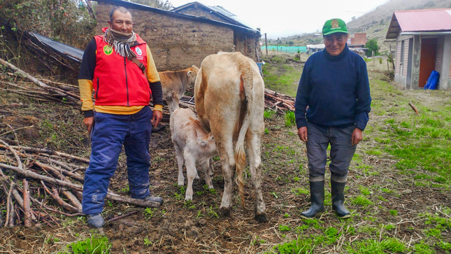 Avanza trabajos de mejoramiento genético de ganado vacuno en Huanta y La Mar 