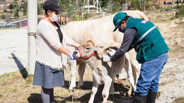 Gobierno protege la ganadería familiar con la vacunación de más de 6 millones de animales
