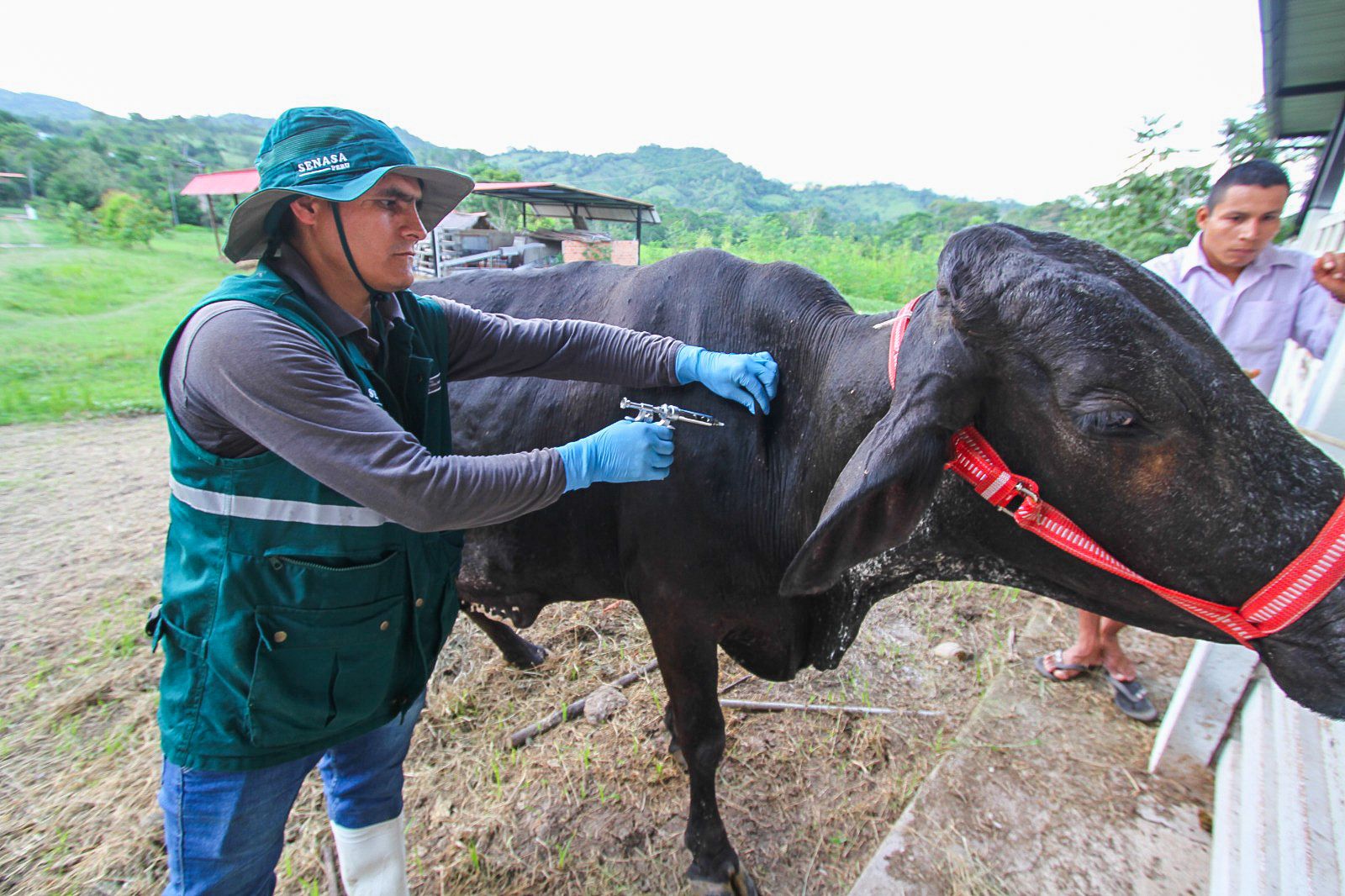 Gobierno protege la ganadería familiar con la vacunación de más de 6 millones de animales