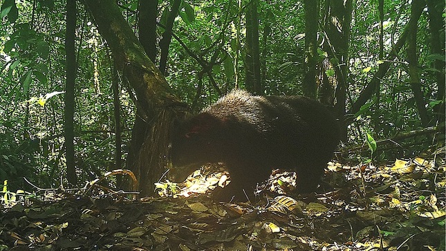 oso andino tuntanain