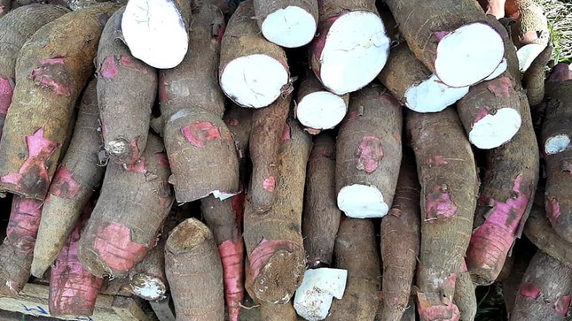 yuca en Madre de Dios