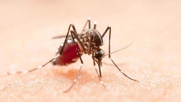 Dengue veramo - 1