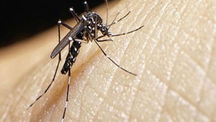 Dengue veramo - 2