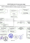 Vista preliminar de documento ORGANIGRAMA MDCV 2025