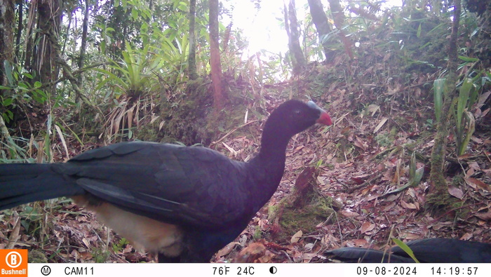 Primer registro en vídeo del paujil de El Sira: Un hallazgo que impulsa la conservación en el Perú