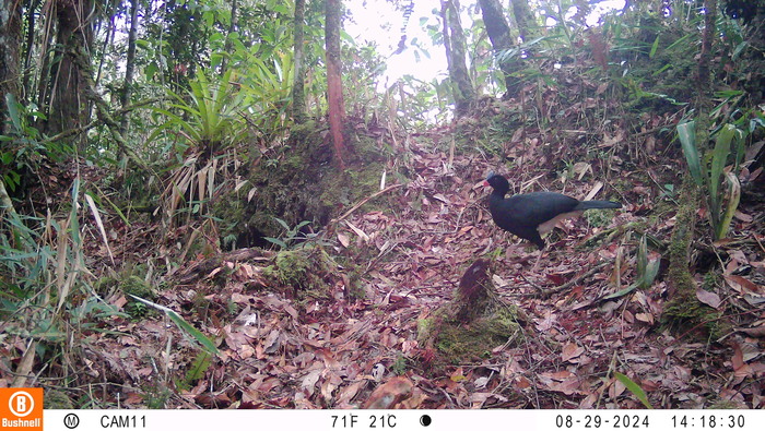 Primer registro en vídeo del paujil de El Sira: Un hallazgo que impulsa la conservación en el Perú