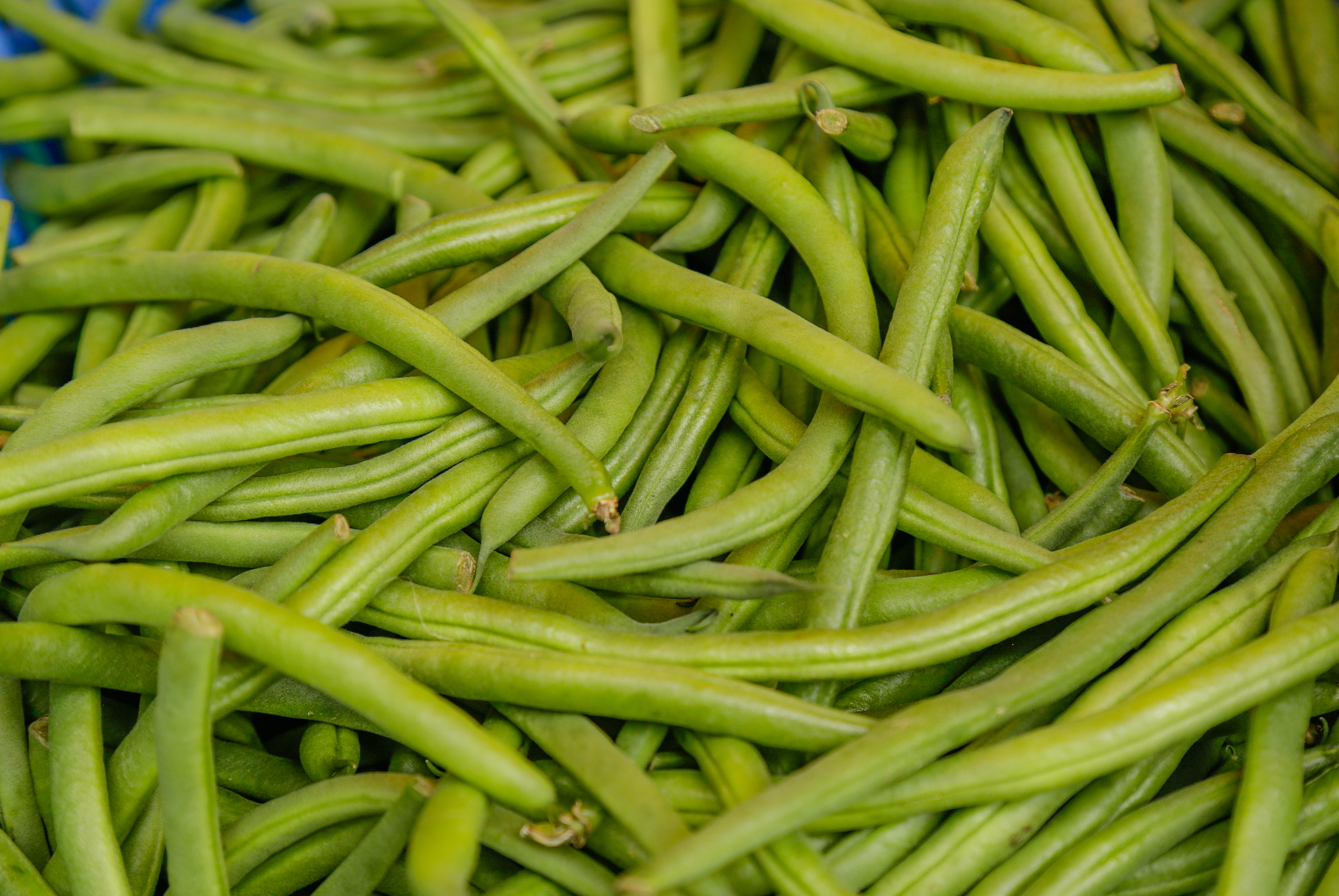 Hoy ofertas en frijol, vainita, camote, mango, piña, uva en los mercados mayoristas