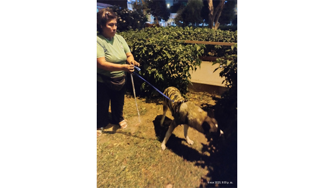 Perro perdido por inmediaciones de la municipalidad de El Agustino.