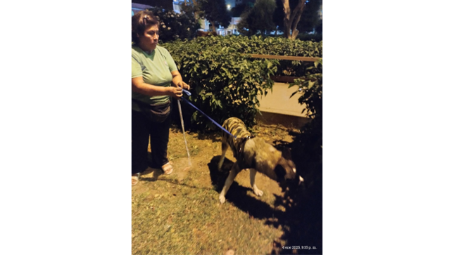 Perro perdido por inmediaciones de la municipalidad de El Agustino.