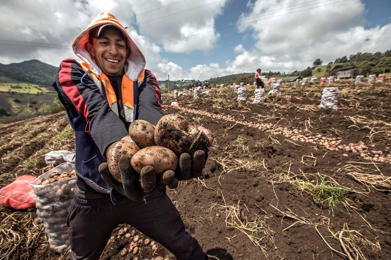 MIDAGRI: empieza a recuperarse el precio de la papa blanca