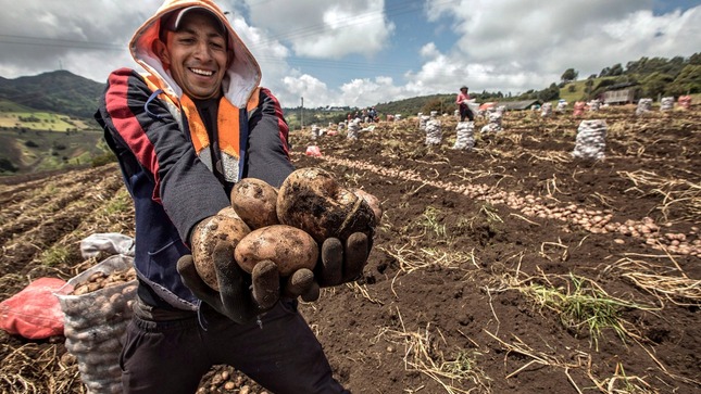 MIDAGRI: empieza a recuperarse el precio de la papa blanca 