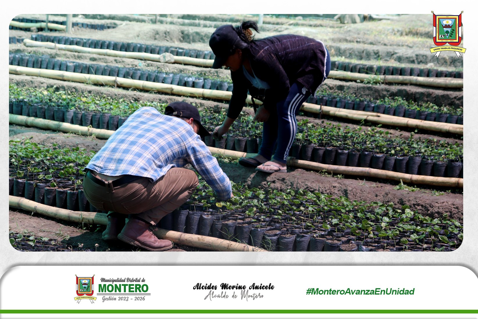 𝐌𝐃𝐌 Impulsa la Producción de Café en el Distrito de Montero