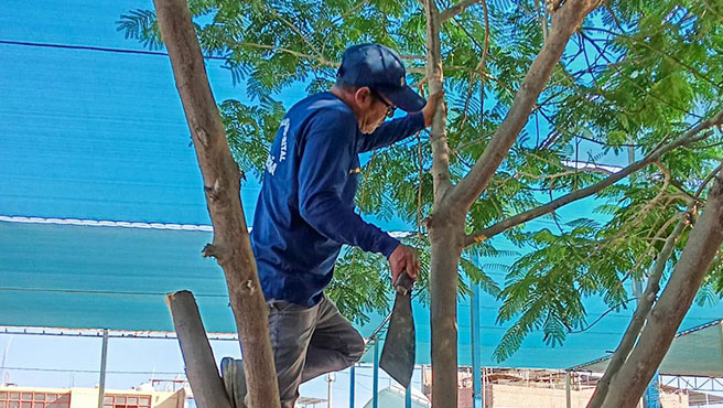 Personal obrero podando un árbol de la I.E.I. N°1568