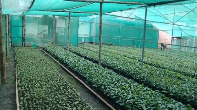 MONITOREO VIVERO 1