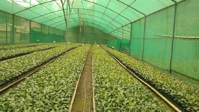VIVERO NH 3