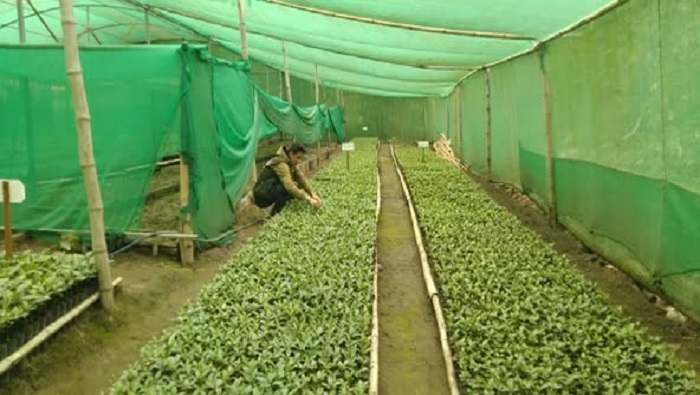 VIVERO NH 4