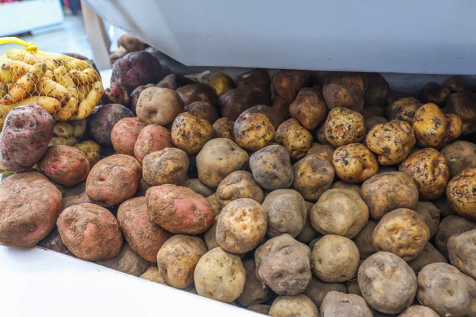 Hoy en los mercados mayoristas hay ofertas de choclo, papa, vainita, uva, naranja y mandarina