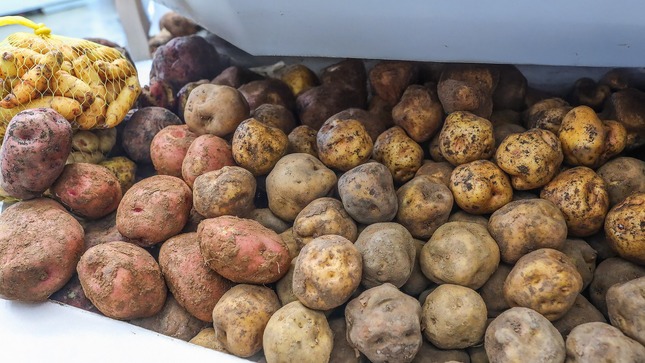 Hoy en los mercados mayoristas hay ofertas de choclo, papa, vainita, uva, naranja y mandarina