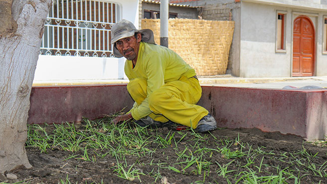 Trabajador obrero sembrando grass