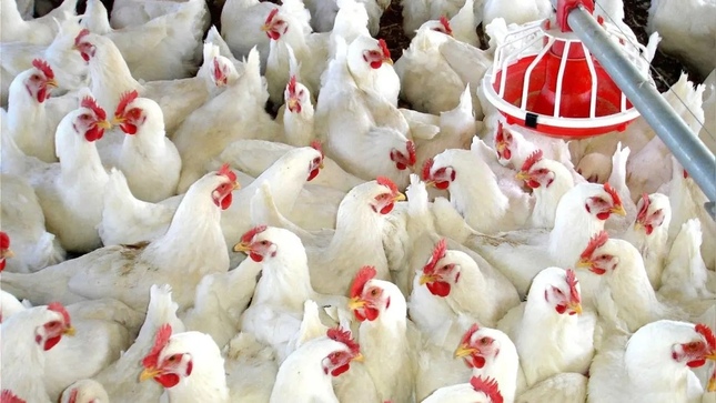 Hoy el pollo en centros de distribución se ofrece a un precio mínimo de S/ 4.80 soles kilogramo 