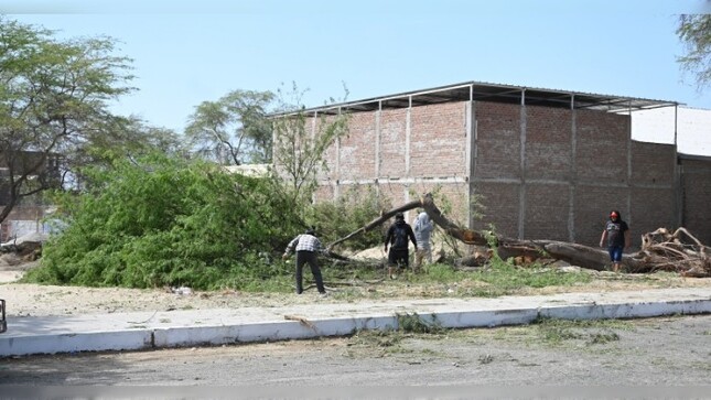 Árboles talados