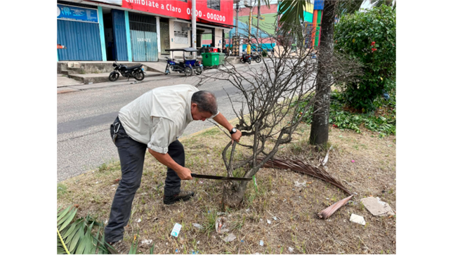 Trabajos rutinarios de poda y mantenimiento de árboles en el Jr. Alfonso Ugarte Cdra. 06-16.