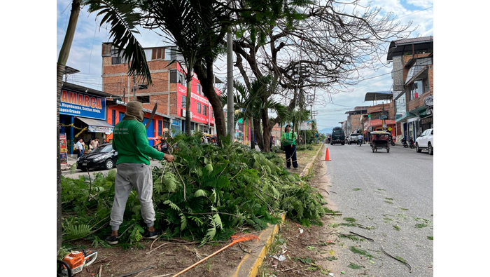 Trabajos rutinarios de poda y mantenimiento de Γ‘rboles en el Jr. Alfonso Ugarte Cdra. 06-16.