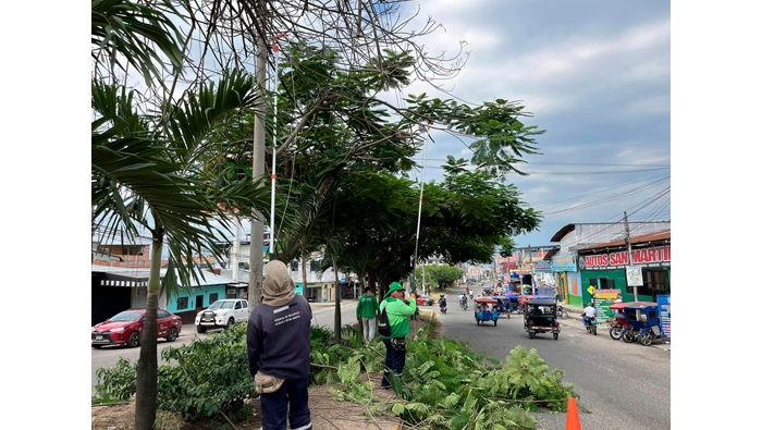 Trabajos rutinarios de poda y mantenimiento de Γ‘rboles en el Jr. Alfonso Ugarte Cdra. 06-16.