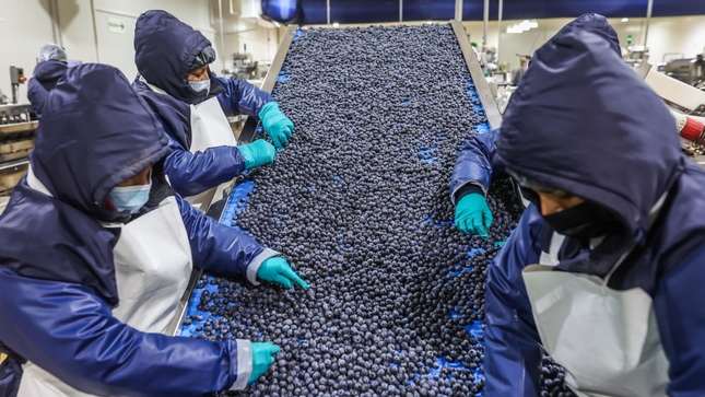 Agroexportaciones crecieron un 22.7% hasta el penúltimo mes del 2024 