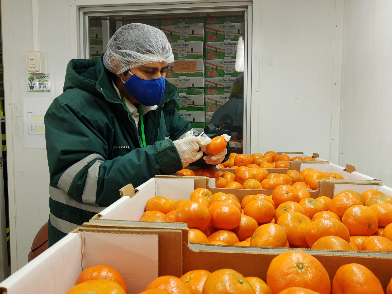 Agroexportaciones crecieron un 22.7% hasta el penúltimo mes del 2024