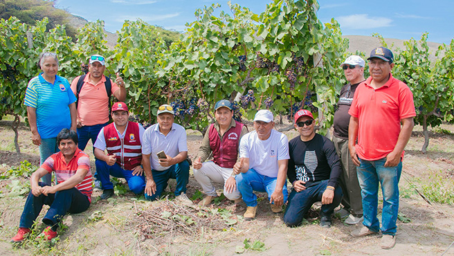 Procompite Municipal promueve la producción de vino en Huarmey