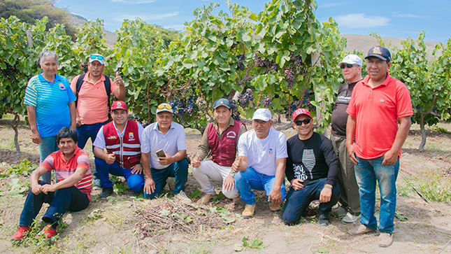 Procompite Municipal promueve la producción de vino en Huarmey