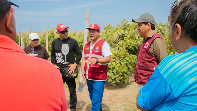 Procompite Municipal promueve la producción de vino en Huarmey